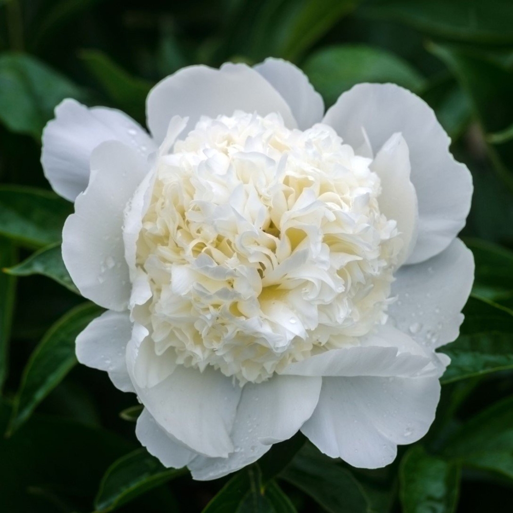 peonia-blanca