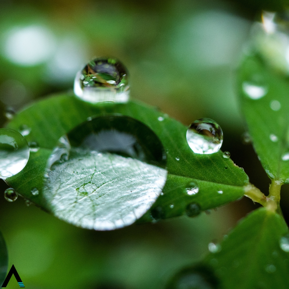 notas verdes